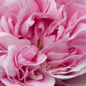 Rosen Shop - Rosa Königin von Dänemark - rosa - alba rosen  - stark duftend - James Booth - Ihre blassrosa, rosettenförmigen Blüten blühen auf ihren formschönen Büschen und düften stark.